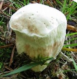 Hypomyces chlorinigenus image