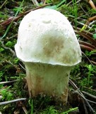 Hypomyces chlorinigenus image
