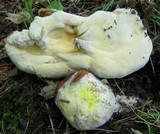 Hypomyces chlorinigenus image