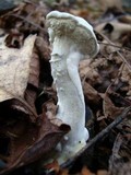 Hypomyces chlorinigenus image