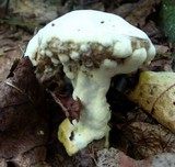 Hypomyces microspermus image