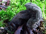 Hypomyces melanocarpus image