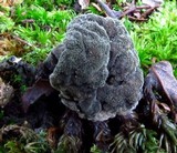 Hypomyces melanocarpus image