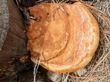 Fomitopsis schrenkii image