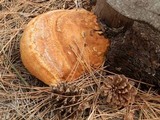 Fomitopsis schrenkii image