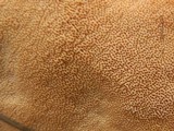 Fomitopsis schrenkii image