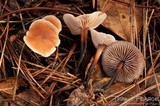 Gymnopus brassicolens var. brassicolens image