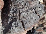 Phellinus igniarius image