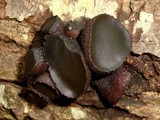 Bulgaria inquinans image