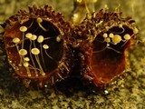 Mycena adscendens image