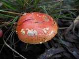 Amanita xanthocephala image
