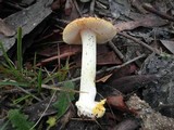 Amanita xanthocephala image