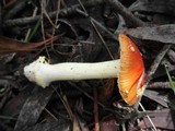 Amanita xanthocephala image