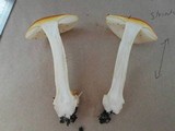 Amanita xanthocephala image
