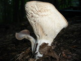 Hohenbuehelia petaloides image
