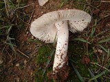Amanita sect. Vaginatae image