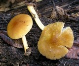 Pluteus romellii image