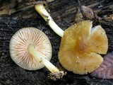 Pluteus romellii image