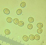 Pluteus romellii image