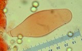 Pluteus romellii image
