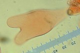 Pluteus romellii image