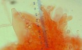 Pluteus romellii image