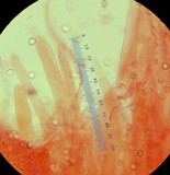 Pluteus romellii image