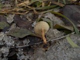 Polyporus brumalis image