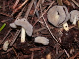 Helvella compressa image