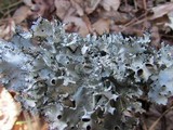 Parmotrema reticulatum image