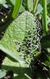 Physarum cinereum image