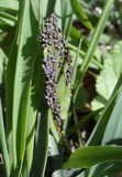 Physarum cinereum image