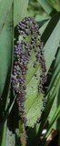 Physarum cinereum image