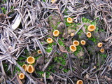 Geopyxis vulcanalis image