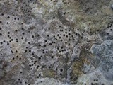 Acrocordia conoidea image