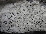 Verrucaria hochstetteri image