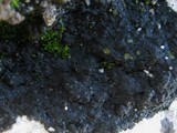 Placynthium nigrum image