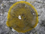 Caloplaca aurantia image