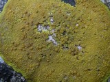 Caloplaca flavescens image