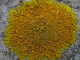 Xanthoria calcicola image