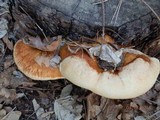 Fomitopsis schrenkii image