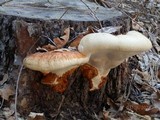 Fomitopsis schrenkii image