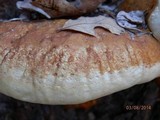Fomitopsis schrenkii image