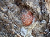 Fomitopsis schrenkii image