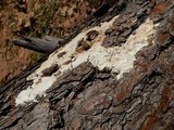 Dichomitus squalens image
