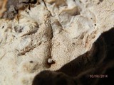 Dichomitus squalens image