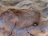 Dichomitus squalens image