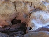 Dichomitus squalens image