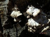 Bjerkandera adusta image