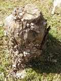 Bjerkandera adusta image